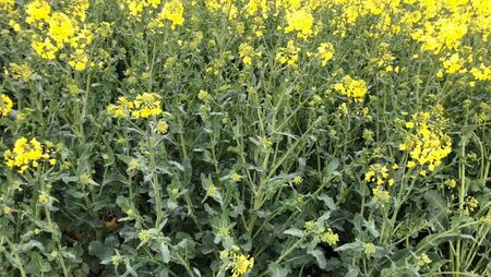 Claydon købes hos Brørup Traktor- & Maskincenter