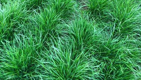 Claydon købes hos Brørup Traktor- & Maskincenter