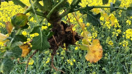 Claydon købes hos Brørup Traktor- & Maskincenter