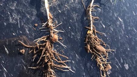 Claydon købes hos Brørup Traktor- & Maskincenter